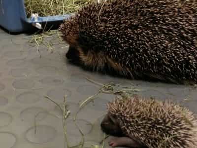 hedgehog treatment